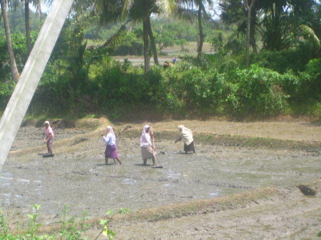 workinginthericefieldsveryhot.jpg